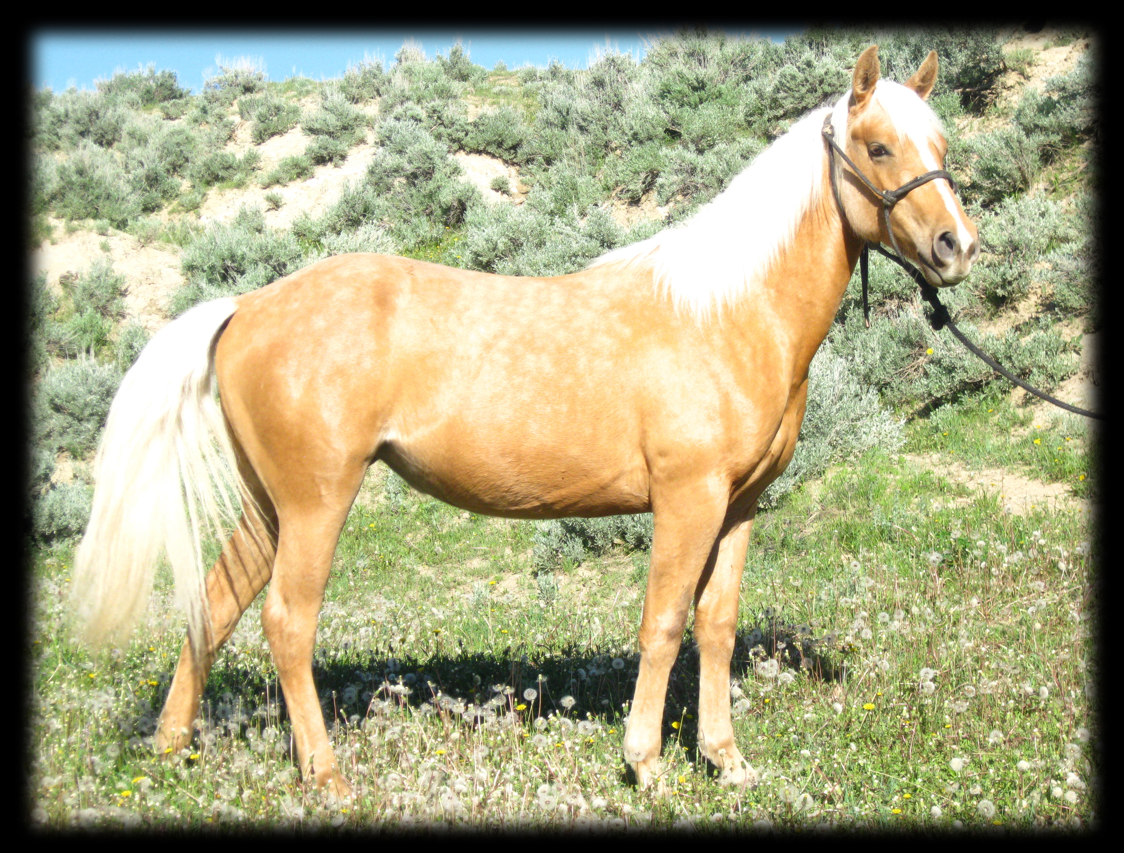 2 year olf palomino filly, Hollywood Gold,Cutter Bill and Royal King